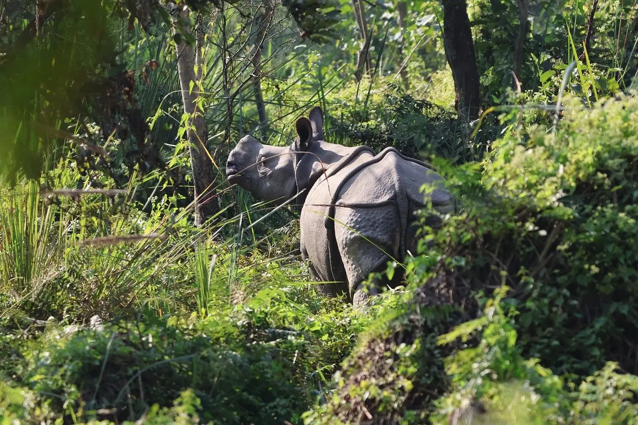 Chitwan Wildlife Adventure Tour